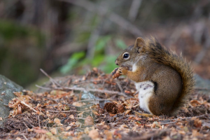 squirrel